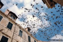 Pigeons in Dubrovnik