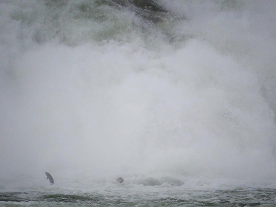 Salmon jumping out of the water